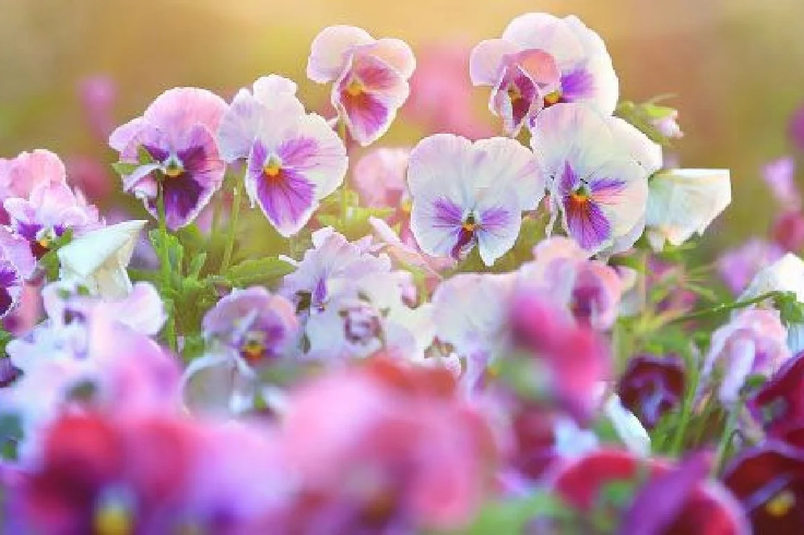 Bunte Stiefmütterchenblüten